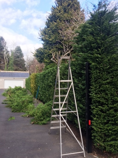 Hedge trimming and removal